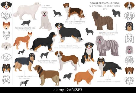 Shepherd and herding dogs collection isolated on white. Flat style. Different color and country of origin. Vector illustration Stock Vector