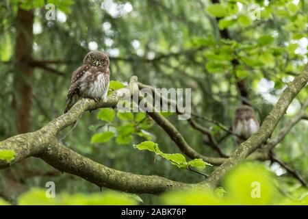 Pygmy Owl (Glaucidium passerinum). Adult perched on a branch, Czech Republic Stock Photo
