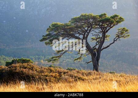 A lone Scots Pine tree in Glen Affric, Inverness, Highland, Scotland Stock Photo