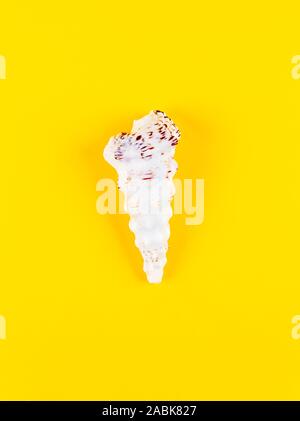 Small white sea shell on bright yellow background. Empty tropical shells clam. Vacation and summer holidays concept. Top view. Stock Photo