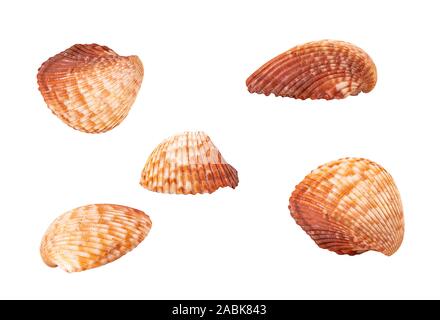 Collection of sea shells from different angles. Set of empty tropical shells clam. Isolated on white background. Stock Photo