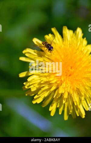 close-up of a hoverfly on a dandelion in bloom Stock Photo