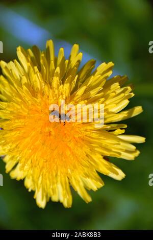 dandelion flower with hoverfly on it in spring sun Stock Photo