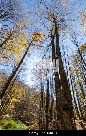 Autumn colors, green, yellow, orange colored leaves and blue sky. Stock Photo