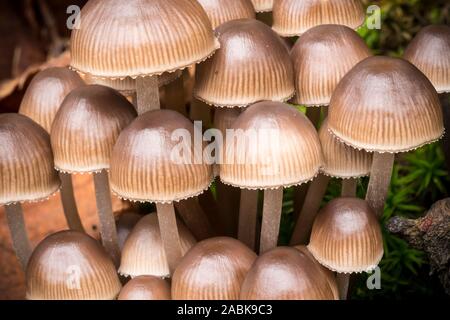 Group of small brown mushrooms; Mycena haematopus, commonly known as the bleeding fairy helmet, the burgundydrop bonnet, or the bleeding Mycena. Stock Photo