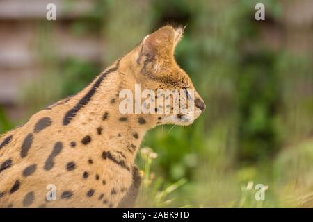 A side view of a Serval cat sitting in the green grass and looking to the right. Black dotted beige brown big wild cat Stock Photo