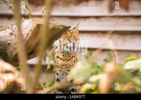 An angry Serval cat with closed eyes sitting on the ground surrounded by branches and showing his teeth. Black dotted beige brown big wild cat Stock Photo