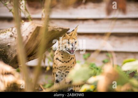An angry Serval cat with eyes open sitting on the ground surrounded by branches and showing his teeth. Black dotted beige brown big wild cat Stock Photo