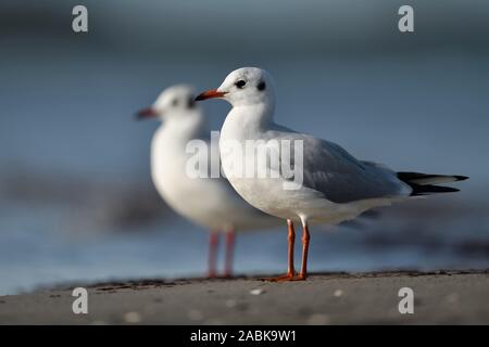 Black-Headed Gull ( Chroicocephalus ridibundus ), pair, couple, standing on the beach, close to the waterline, wildlife, Europe. Stock Photo