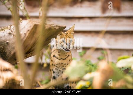 Serval cat with eyes open sitting on the ground surrounded by branches and showing his teeth. Black dotted beige brown big wild cat Stock Photo