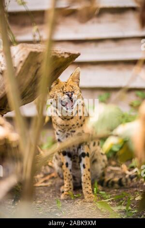 A Portrait of an angry Serval cat showing his teeth sitting on the ground surrounded by greenery and branches vertical. Black dotted beige brown big w Stock Photo