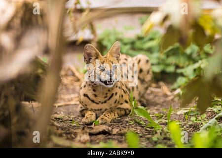 A Portrait of a beautiful Serval cat sitting on the ground and showing his teeth surrounded by greenery and branches. Black dotted beige brown big wil Stock Photo