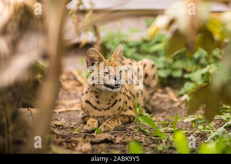 A beautiful Serval cat with closed eyes and showing his teeth, laying on the ground surrounded by branches and greenery. Black dotted beige brown big Stock Photo