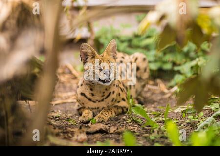 A Portrait of a beautiful Serval cat with closed eyes and showing his teeth, laying on the ground surrounded by branches and greenery. Black dotted be Stock Photo