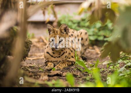 A beautiful Serval cat laying on the ground surrounded by branches and greenery on a sunny day. Black dotted beige brown big wild cat Stock Photo