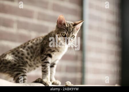 A beautiful Savannah Serval hybrid kittin with green eyes sitting and looking slightly to the right. Very blue bright eyes Stock Photo