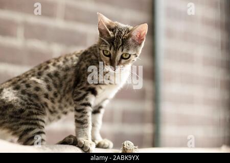 A beautiful Savannah Serval hybrid kittin with green eyes sitting and looking slightly down. Very blue bright eyes Stock Photo