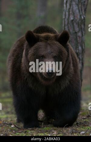 Brown Bear / Braunbaer ( Ursus arctos ) walking through a forest, impressive encounter, close, frontal shot, Europe. Stock Photo