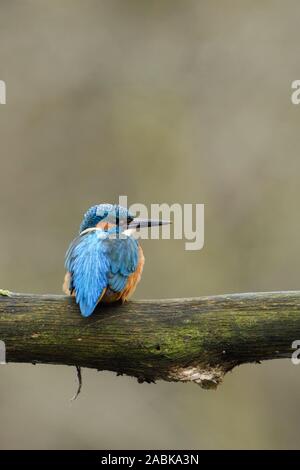 Eurasian Kingfisher / Eisvogel  ( Alcedo atthis ), male bird, perched on a branch, watching aside, on distance,  backside view, wildlife, Europe. Stock Photo