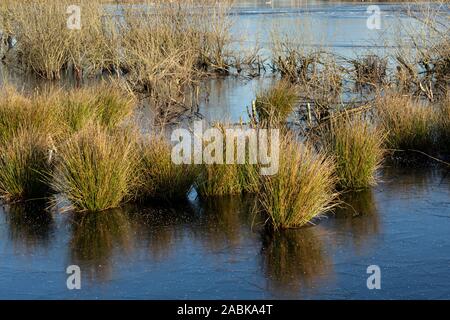 Grientsveen, The Netherlands January 19th 2017, Half frozen lake with broken trees on a sunny day in De Peel, Noord-Brabant and Limburg Stock Photo