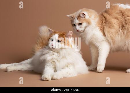 One turkish van cat laying and the other standing and licking his lips front of a brown beige background horizontal studio. White fluffy angora fur an Stock Photo