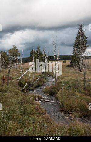 River Hill rising through High Fens with dead trees and low clouds above, a raised bog in the Eifel, spectacular landscape and famous nature reserve. Stock Photo