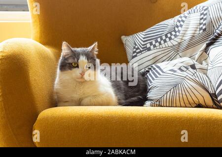 A cute beautiful white and grey colored domestic cat with green yellowish eyes looking slightly off camera and laying and relaxing on a deep yellow so Stock Photo