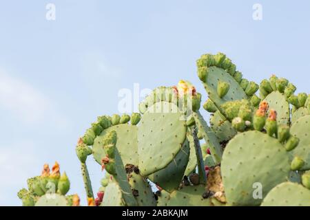 A big prickly pear Opuntia Stricta Cactus with blooming flowers in the summer sun in the Provence, France. Mediterranean plant, growing in a sunny env Stock Photo