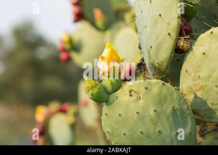 A big prickly pear Opuntia Stricta Cactus with blooming flowers in the summer sun in the Provence, France. Mediterranean plant, growing in a sunny env Stock Photo