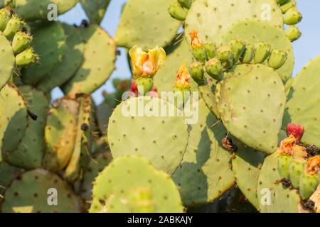 A big prickly pear Opuntia Stricta Cactus with blooming flowers in the summer sun in the Provence, France. Mediterranean plant, growing in a sunny env Stock Photo