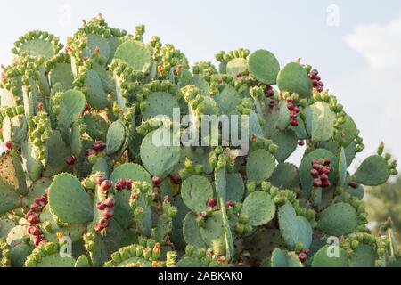 A big prickly pear Opuntia Stricta Cactus with blooming flowers in the summer sun in the Provence, France. Mediterranean plant, growing in a sunny env Stock Photo