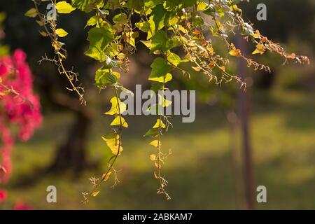A sunny warm feeling in the early morning when the sun shines through the leaves of a tree Stock Photo