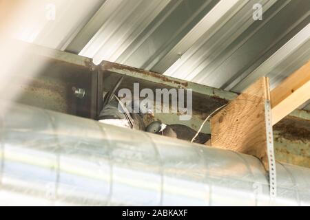 Two doves making a nest in an industrial environment Stock Photo