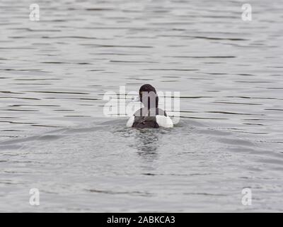 A rear view of a single male Tufted Duck (Aythya Fuligula) swimming away into the distance on a pond leaving a wake behind Stock Photo