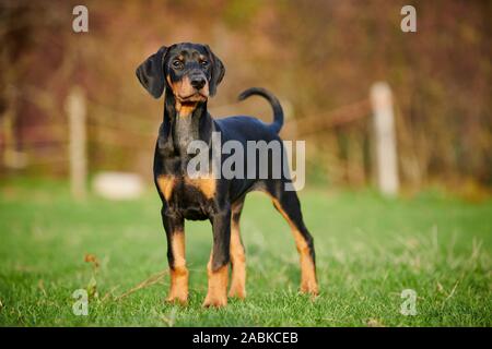 Doberman Pinscher. Puppy with natural ears and tail standing on grass. Germany Stock Photo