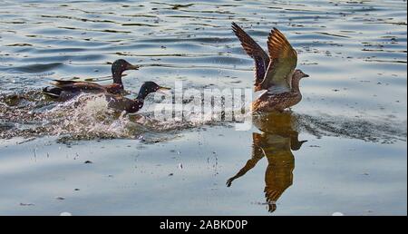 A female Mallard Duck (Anas Platyrhynchos) with its wings flapping about to take off from a lake while being chased by to male Mallard ducks Stock Photo