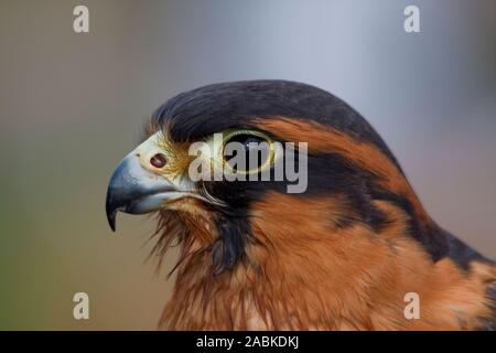 Portrait of an Aplomado falcon Stock Photo