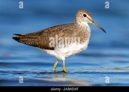 Common Sandpiper (Actitis hypoleucos). Adult standing in shallow water. Germany Stock Photo