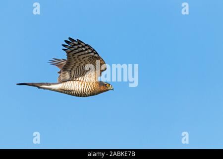 Eurasian Sparrowhawk (Accipiter nisus). Male in flight, hunting. Germany Stock Photo