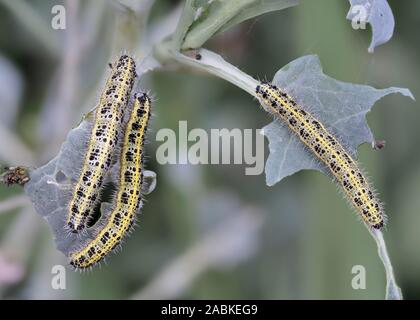 Large White (Pieris brassicae). Caterpillars eating a leaf. Germany Stock Photo