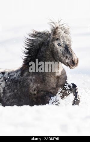 Miniature Shetland Pony, Miniature Appaloosa galloping in high snow. Austria Stock Photo