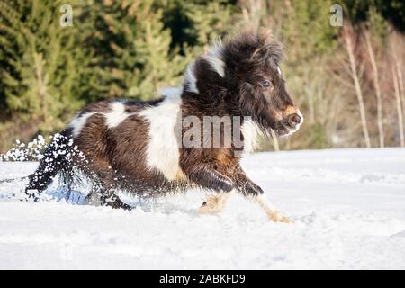 Miniature Shetland Pony galloping in high snow. Austria Stock Photo