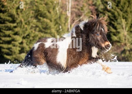 Miniature Shetland Pony galloping in high snow. Austria Stock Photo