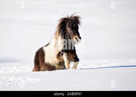 Miniature Shetland Pony trying to gallop in high snow. Austria Stock Photo