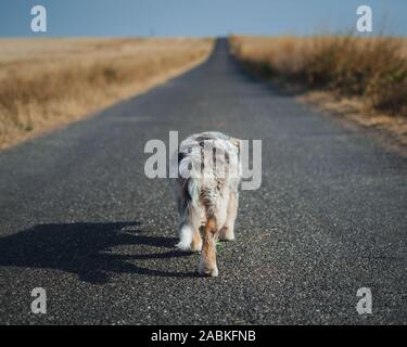 Dog australian shepherd running blue merle in nature Stock Photo