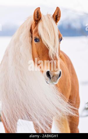 Haflinger Horse. Portrait of adult mare in winter. Austria Stock Photo