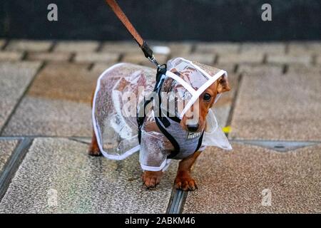 Dachshund sausage dog wearing clear plastic mac in Preston, Lancashire. Weather warnings for heavy rain puts a dampener on Black Friday sales in Preston. Dachshund sausage dog escapes the worst of the weather by wearing a clear polythene waterproof pooch coat. Stock Photo