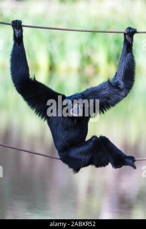 Relaxed posed and facial expressions of Black Gibbon seated, balancing on wires in Western Plains zoo Stock Photo