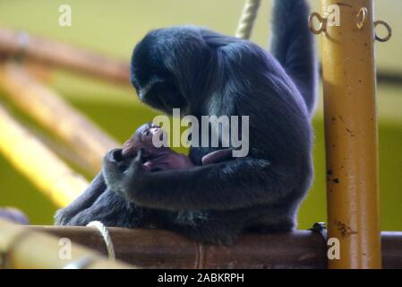 Young silver gibbon in the Munich zoo Hellabrunn. [automated translation] Stock Photo