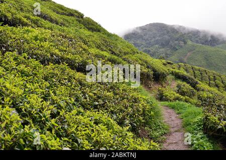 The Cameron Highlands grean hill tea plantation its unique nature in Malaysia. Stock Photo